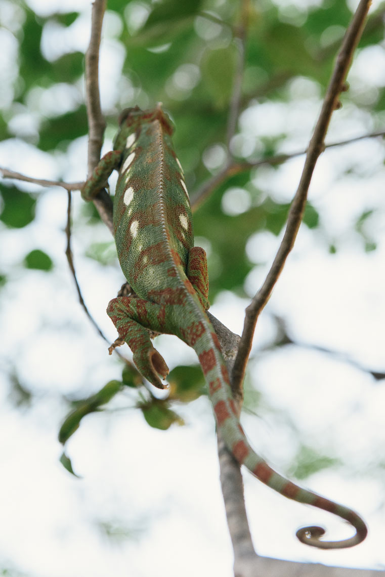MDP_0426